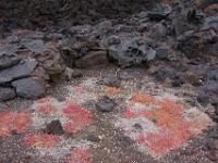 Rote Blüten, Muscheln und schwarze Lava